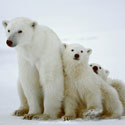 Polar bears and global warming