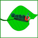 Caterpillar on a Clothespin